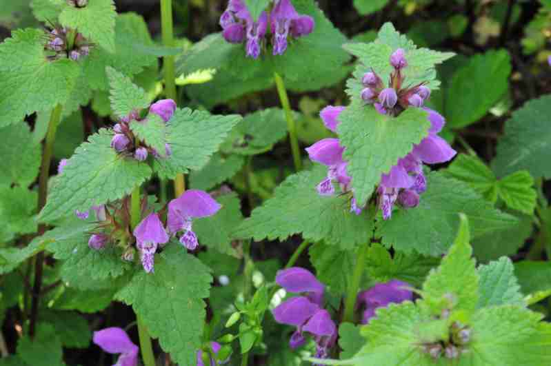 Lamium maculatum